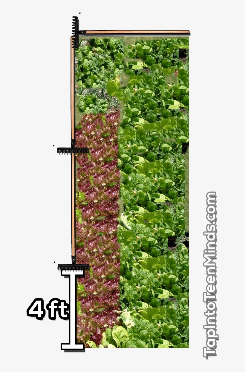 Making Math Real Doesn't Have To Be Difficult - Vegetable Garden, transparent png