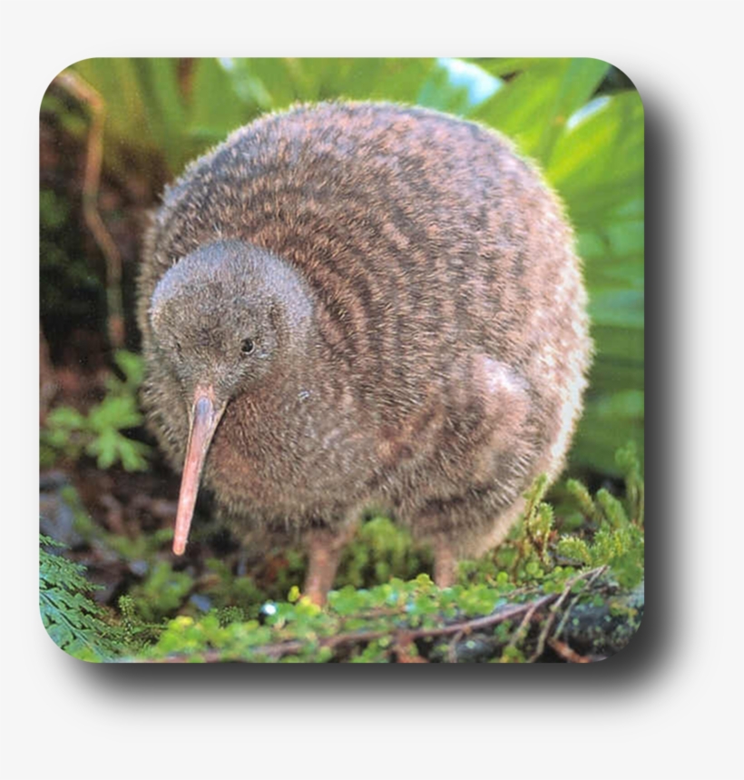 Publicat De Eu Ciresica La - Kiwi Bird, transparent png