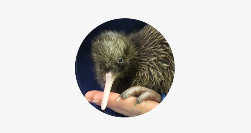 Wild Kiwi - Portable Network Graphics, transparent png