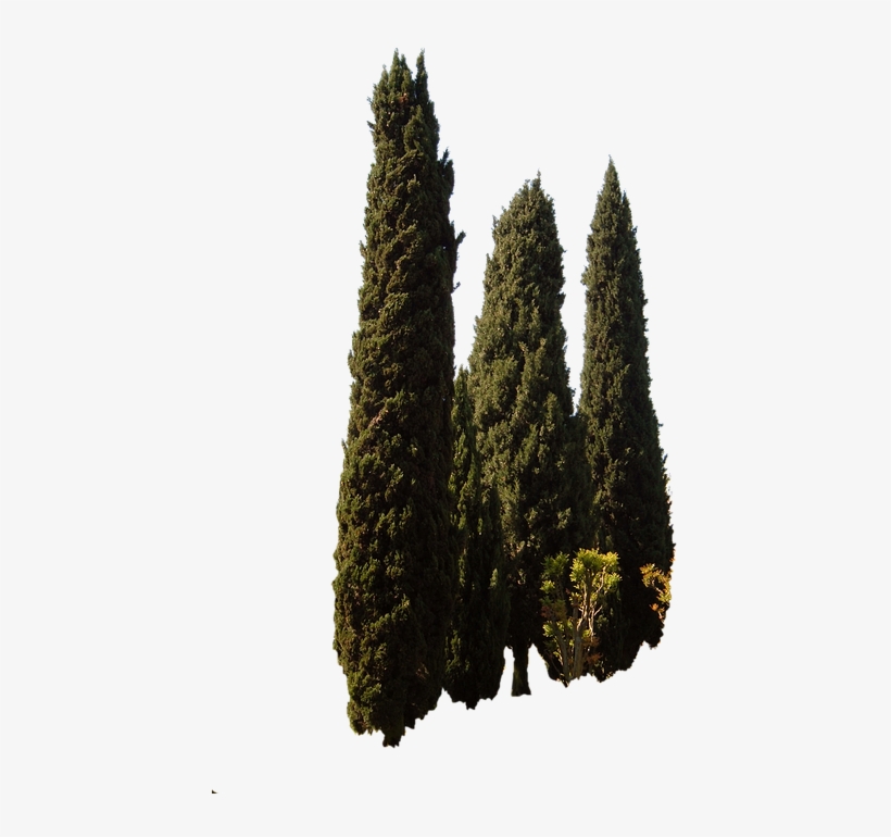 Cupressus Sempervirens, Trees, Mediterranean Tree - Chinese Fir, transparent png