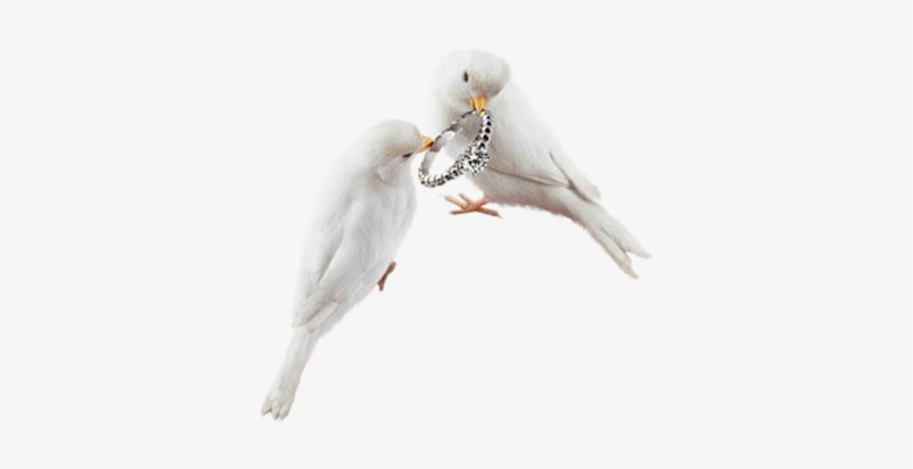 Wedding Rings - Typical Pigeons, transparent png