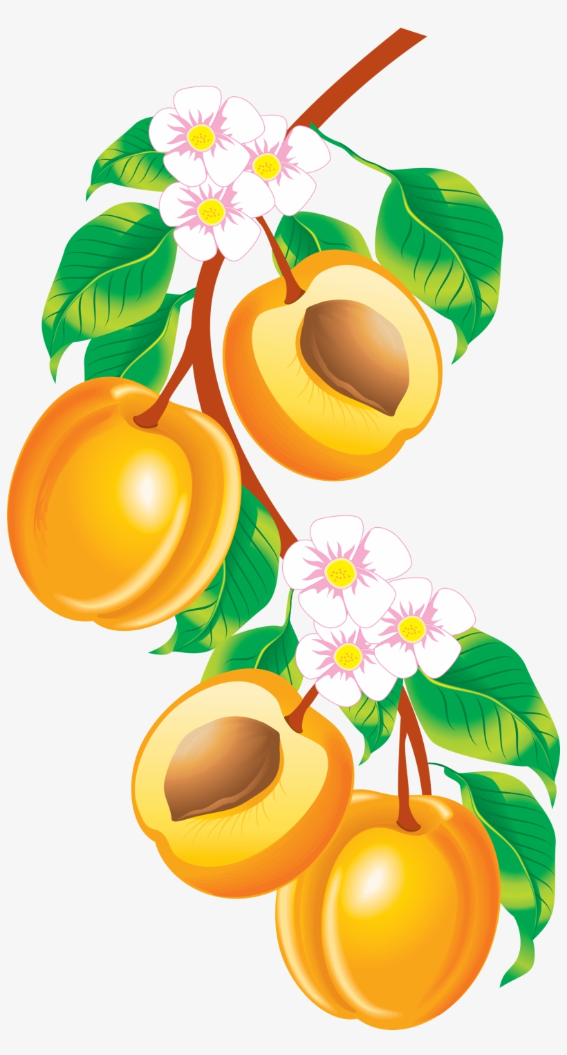 Fruits Vector, transparent png