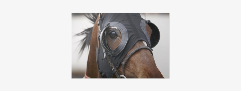 Race Horse Head With Blinkers Detail Poster • Pixers® - Eye Cover For Race Horse, transparent png