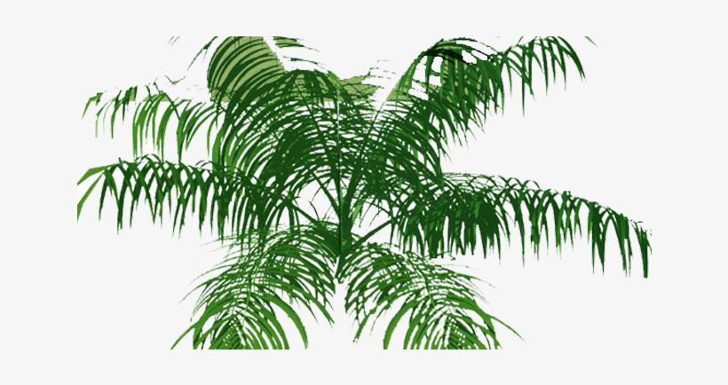 Palm Tree Top View Png, transparent png