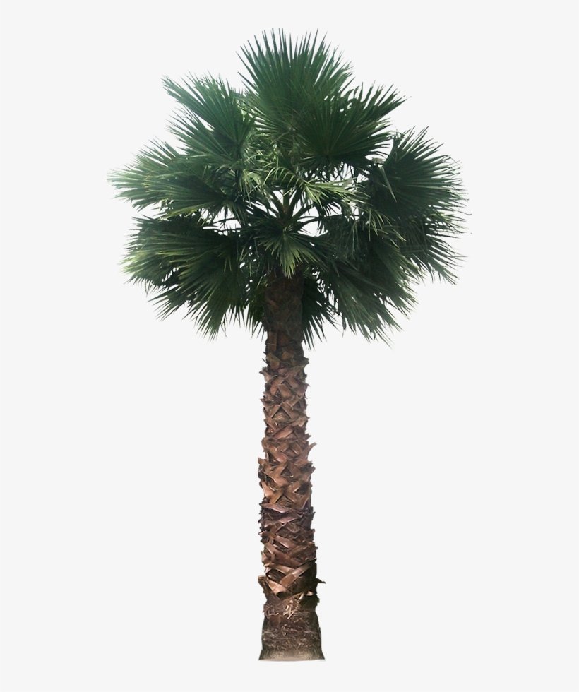 20 Imágenes De Árbol Png - Png For Picsart Background Tree, transparent png