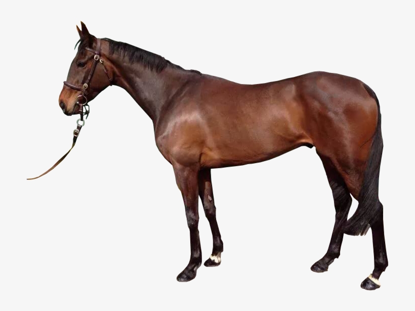 Brown Horse With Reigns Transparent Background Image - Horse Images Without Background, transparent png