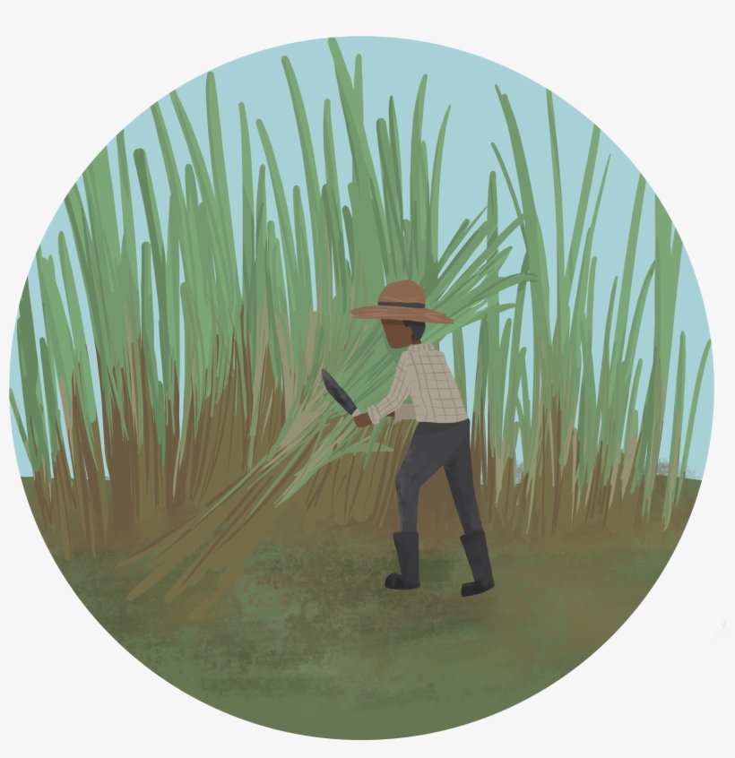 Haitian - Palm Tree - 2444x2483 PNG Download - PNGkit