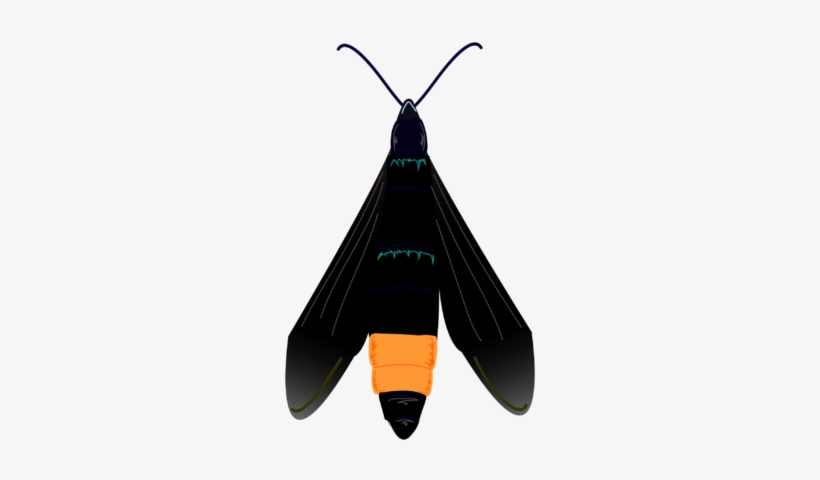Peach Tree Borer - Peachtree Borer, transparent png