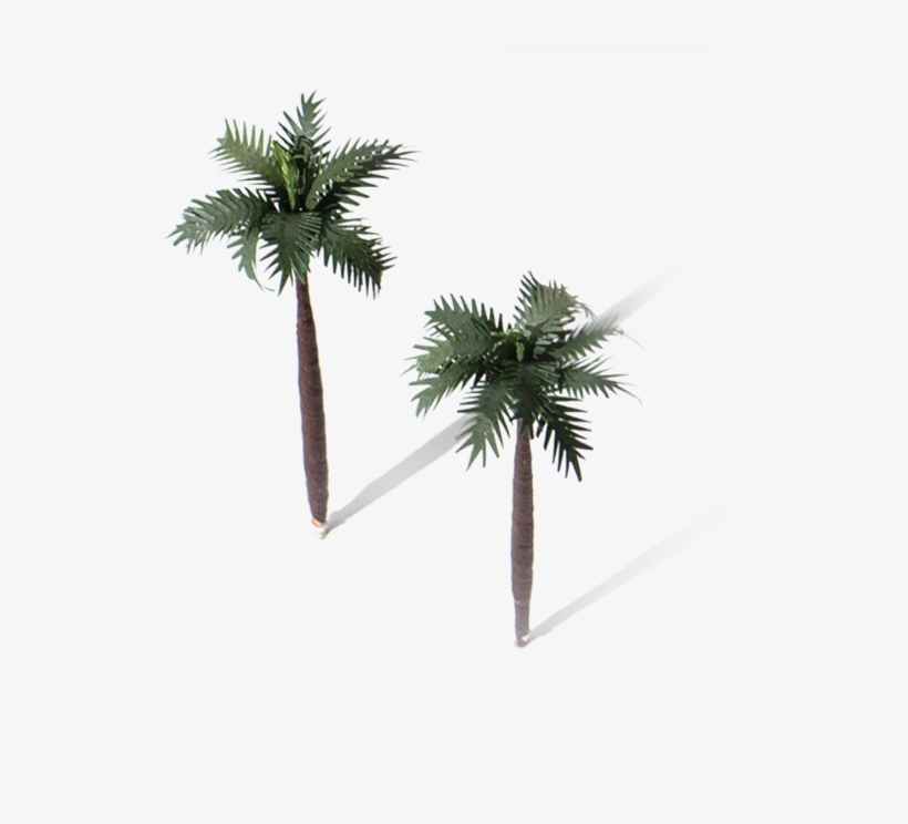 Two Palm Trees - Borassus Flabellifer, transparent png