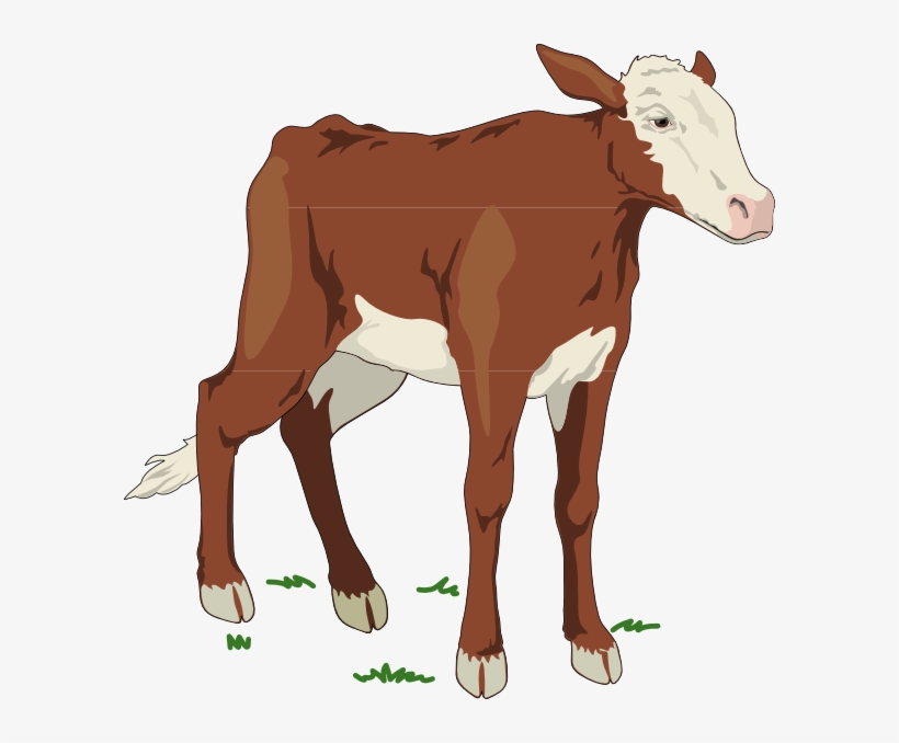 Baby Cow Clipart, transparent png