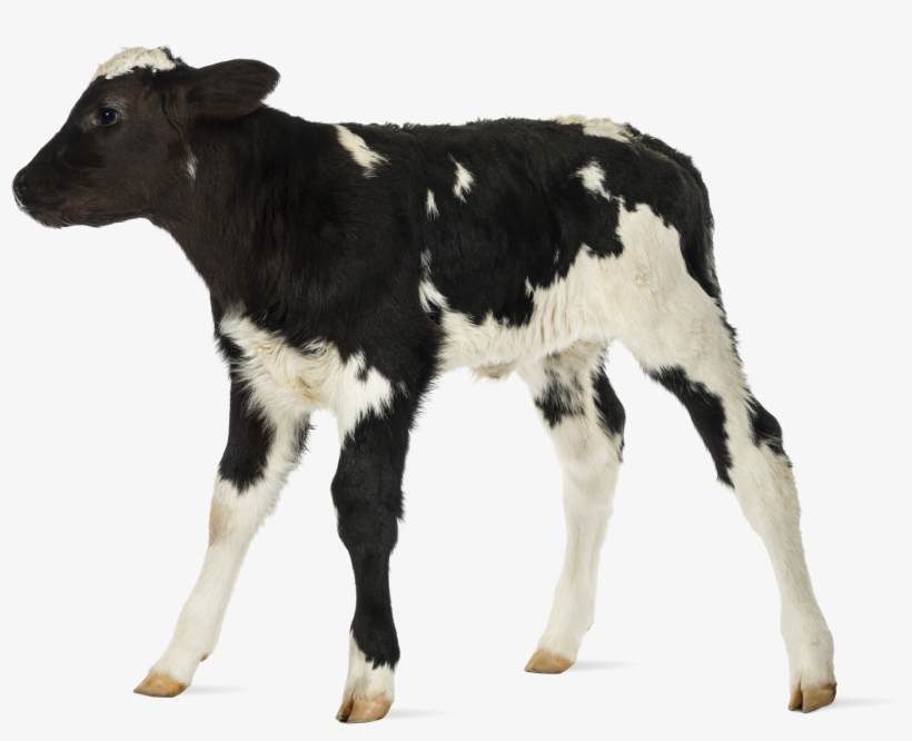 Baby Cow White Background, transparent png