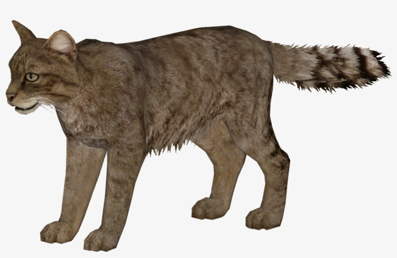 European Wildcat Additional Variants 3 - Cat Yawns, transparent png