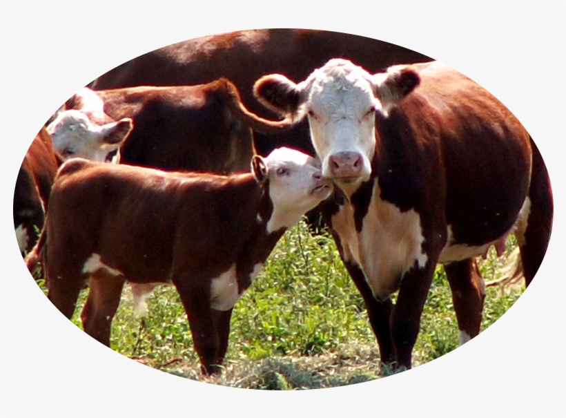Boyden Farm Sits On A Rich Flood Plain Of The Lamoille - Dairy Cow, transparent png