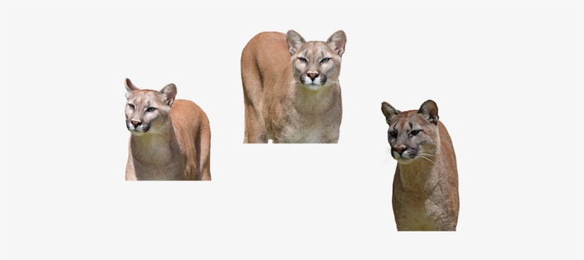 Mammal, transparent png