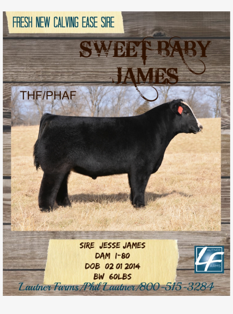 Sweet Baby James Ad1 - Cattle, transparent png