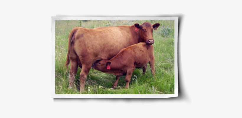 Humans Are Far From The Only Animals To Experience - Cattle, transparent png