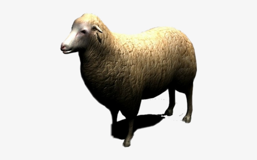 Sheep Baby Animal Cattle Eid Muslim Wool 3d Hd - Sheep, transparent png