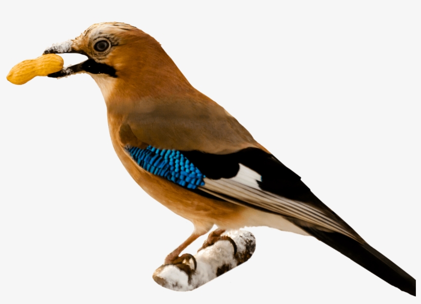 Bird Eating Peanut - Birds Png With Transparent Background, transparent png