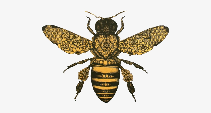 Honeybee And The Moth, transparent png