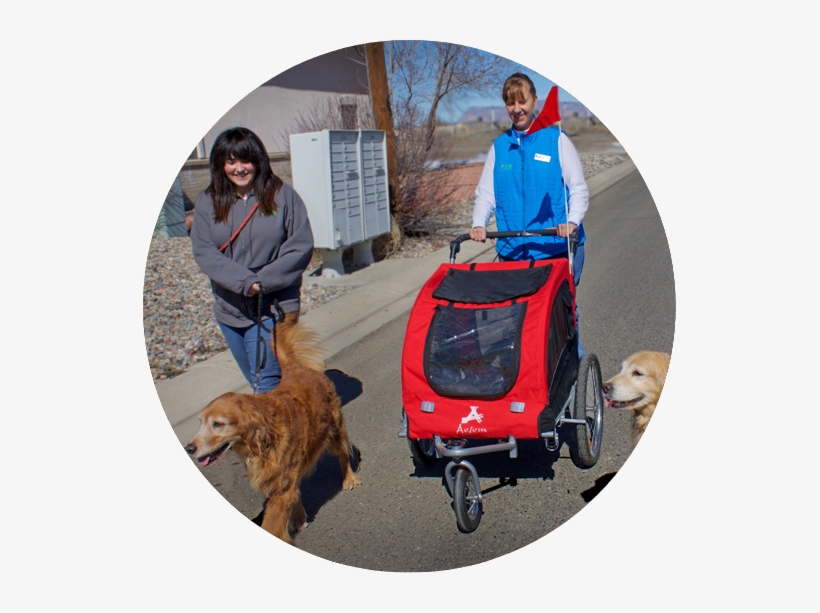 Walking A Group Of Dogs - Dog, transparent png