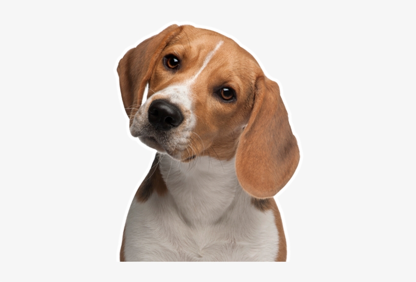 Hero Banner Pet Sitter - Beagle Png, transparent png