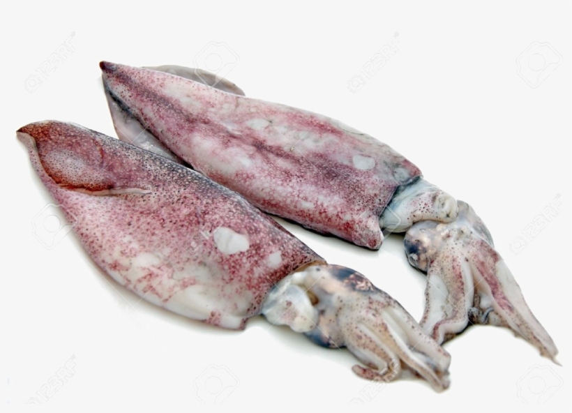 Antarctic Squid Png Free Download - Суп Из Черн Л Каракатицы, transparent png