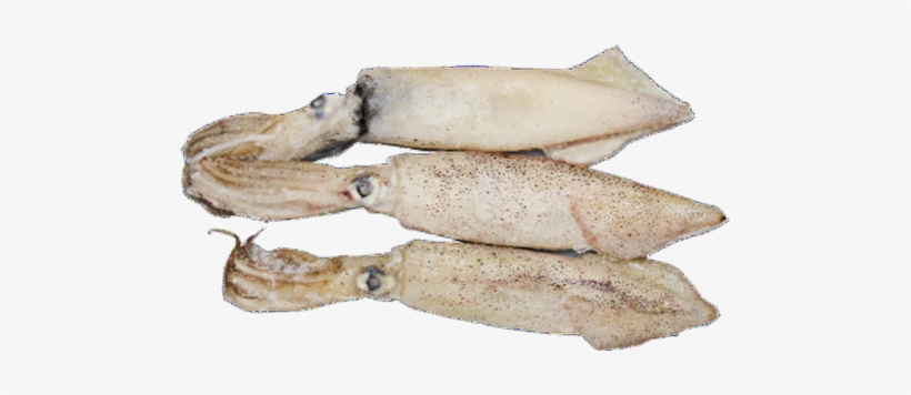 Squid Whole (bono) - Anchovy (food), transparent png