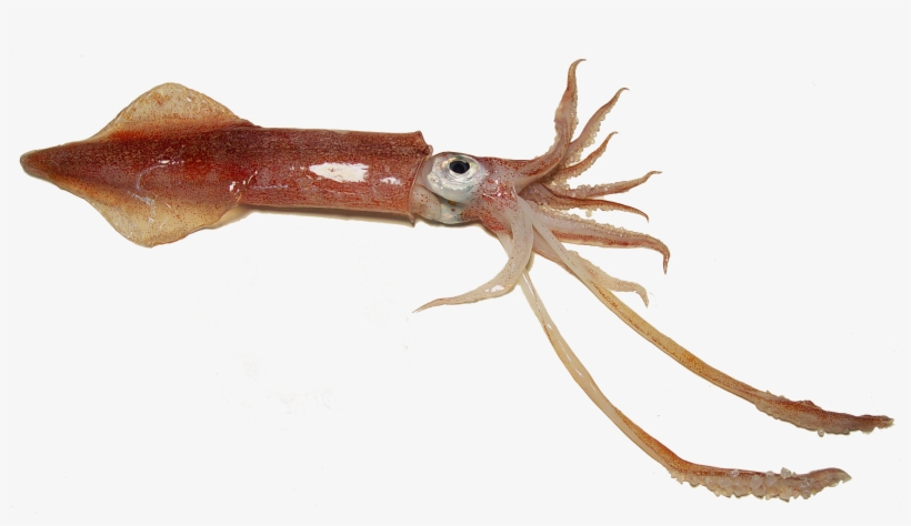 Fish - Squid - Examples Of Squid, transparent png