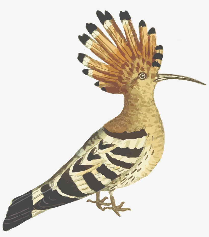 This Free Icons Png Design Of Hoopoe, transparent png