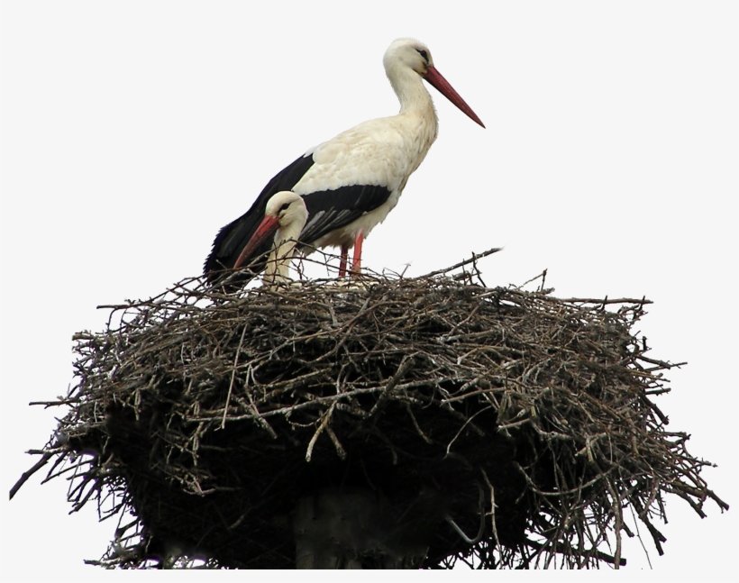 Free Stock Photo Of Bird, Bird Nest, Isolated, Nest - Crane Nest, transparent png