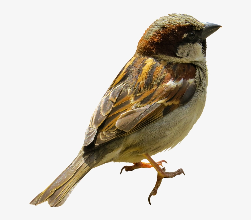 Animal, Bird, Sparrow, Sperling, Tree Sparrow, Isolated - Bird At Tree Png, transparent png