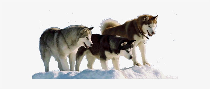 Siberian Husky No Background, transparent png