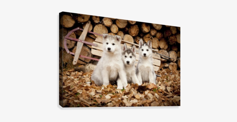 Three Siberian Husky Puppies Sit In Leaves With Runner - Funny Alaskan Husky Puppies Iditarod, transparent png