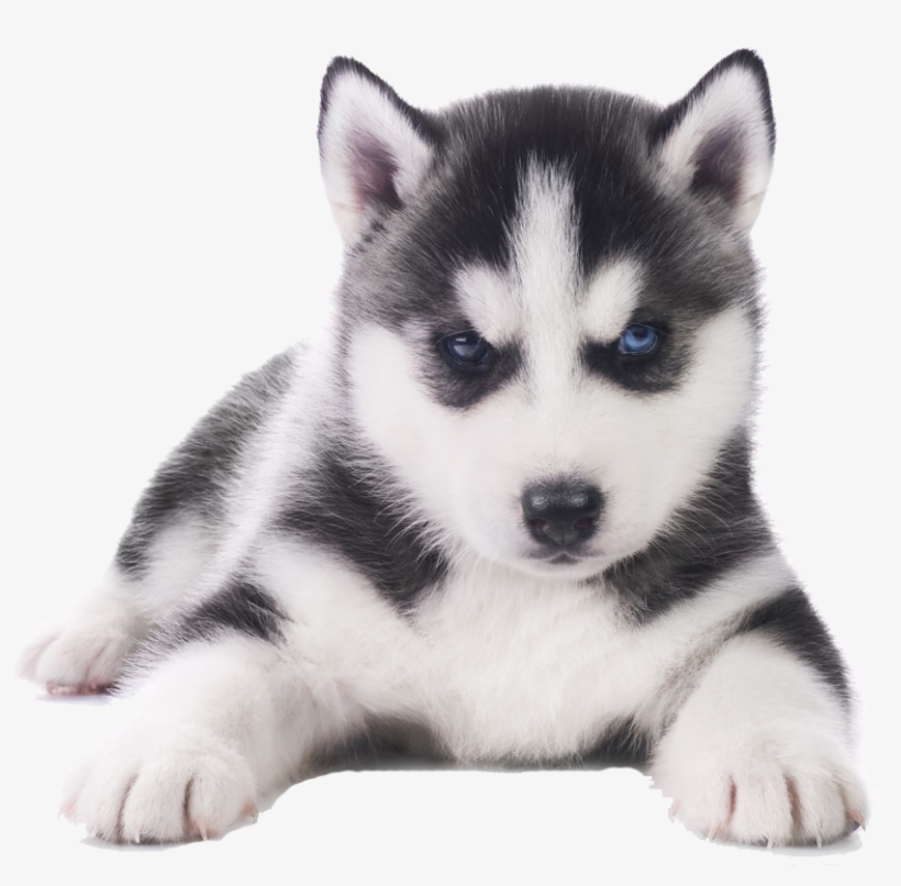Husky Png Transparent Images - Siberian Husky Puppy Png, transparent png