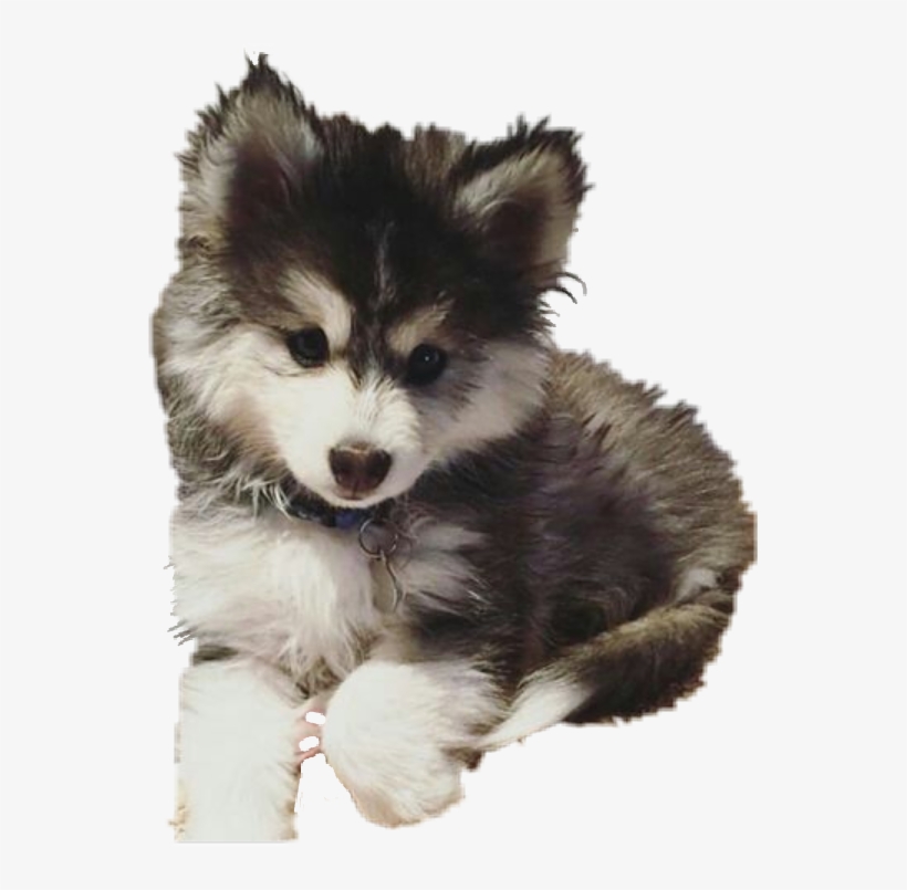 Report Abuse - Pomsky Chiot, transparent png