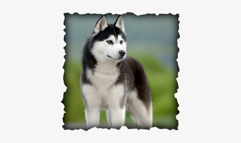 If A Husky Does Overeat And Start To Gain Too Much - Siberian Husky, transparent png