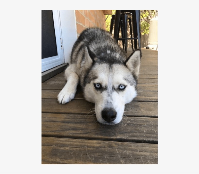 Photo Of Skye - Photograph, transparent png