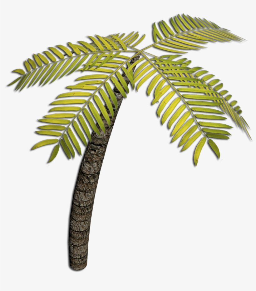 3d Lesson - Coconut, transparent png