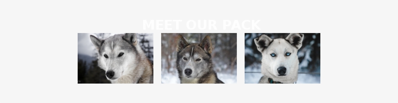 Image - - Miniature Siberian Husky, transparent png