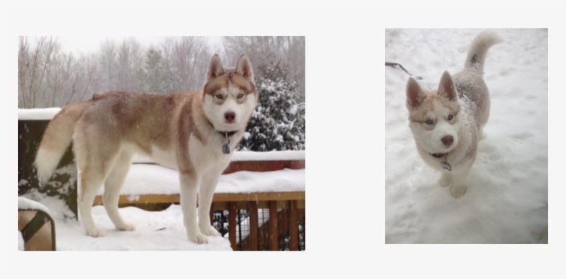 Picture - Sakhalin Husky, transparent png