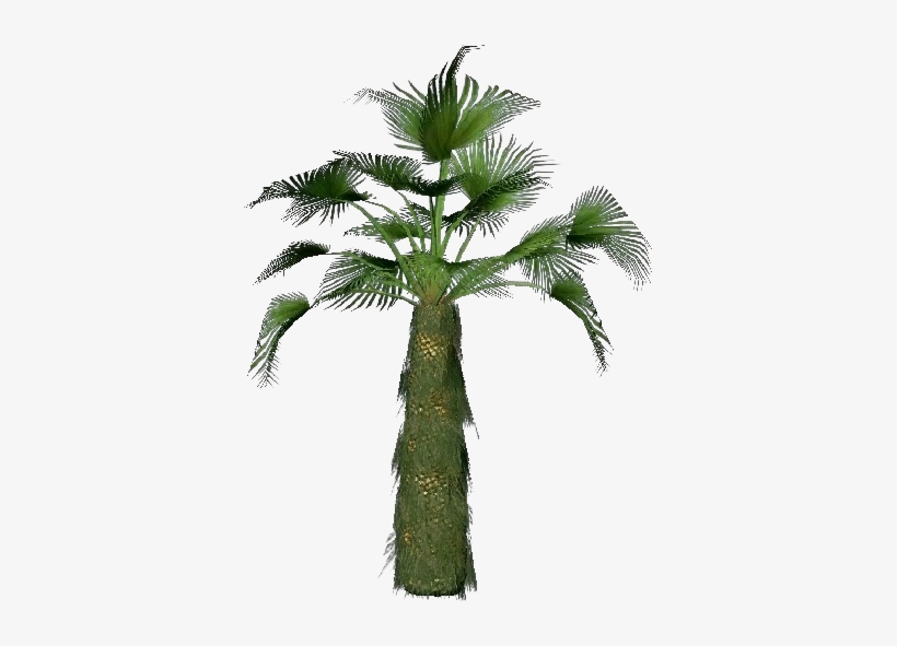 Trachycarpus Fortunei - Borassus Flabellifer, transparent png
