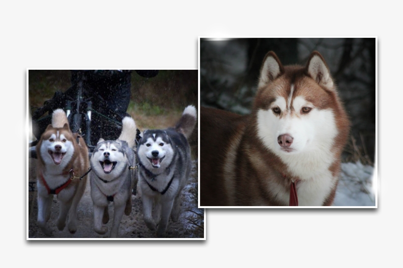 Dreamwolves - Sakhalin Husky, transparent png