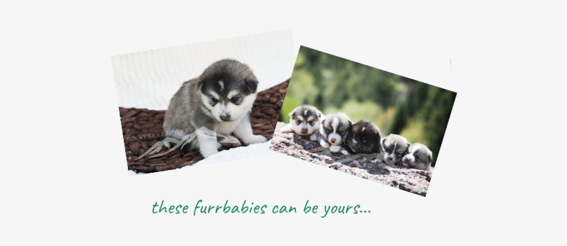 All Of Which Means That You're Going To Receive A Beautiful, - Alaskan Malamute, transparent png