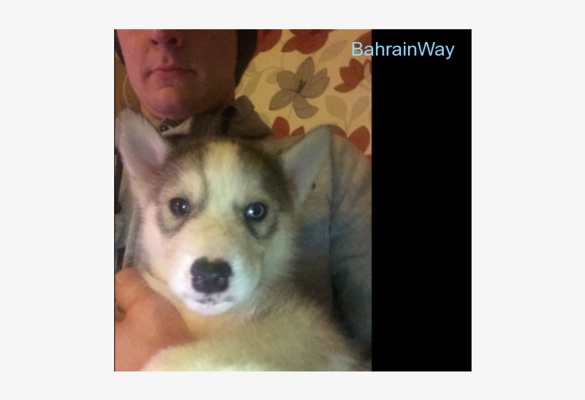 Stunning Husky Puppies Stunning Husky Puppies Stunning - Labrador Husky, transparent png