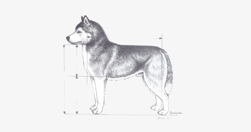 The Ideal Height For Adult Male Siberian Huskies Is - Siberian Huskies Queen Duvet, transparent png