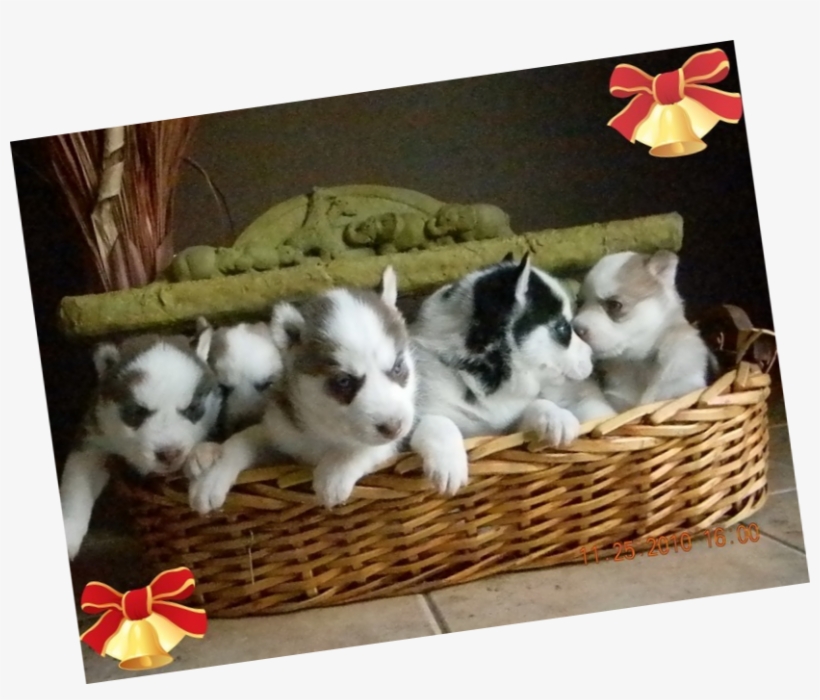 Female Puppies - Shetland Sheepdog, transparent png