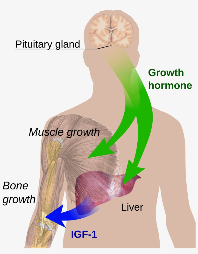 Open - Growth Hormone, transparent png