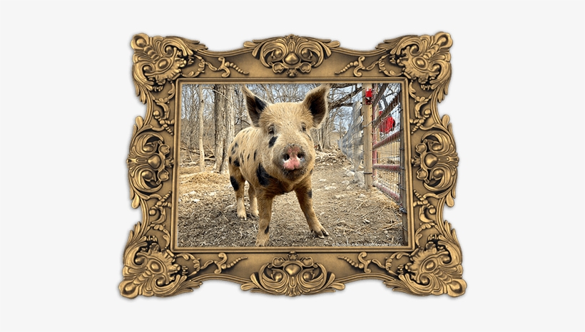 A Young Man And His Friends Went To An Organic Family - Warthog, transparent png