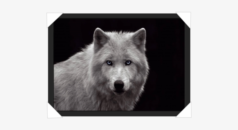 #906 - Black And White Wolf Photography Detailed, transparent png