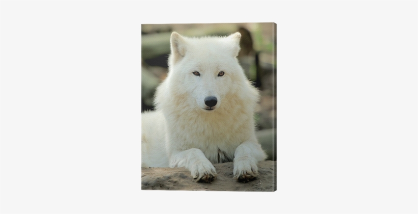 White Wolf In The Woods, transparent png